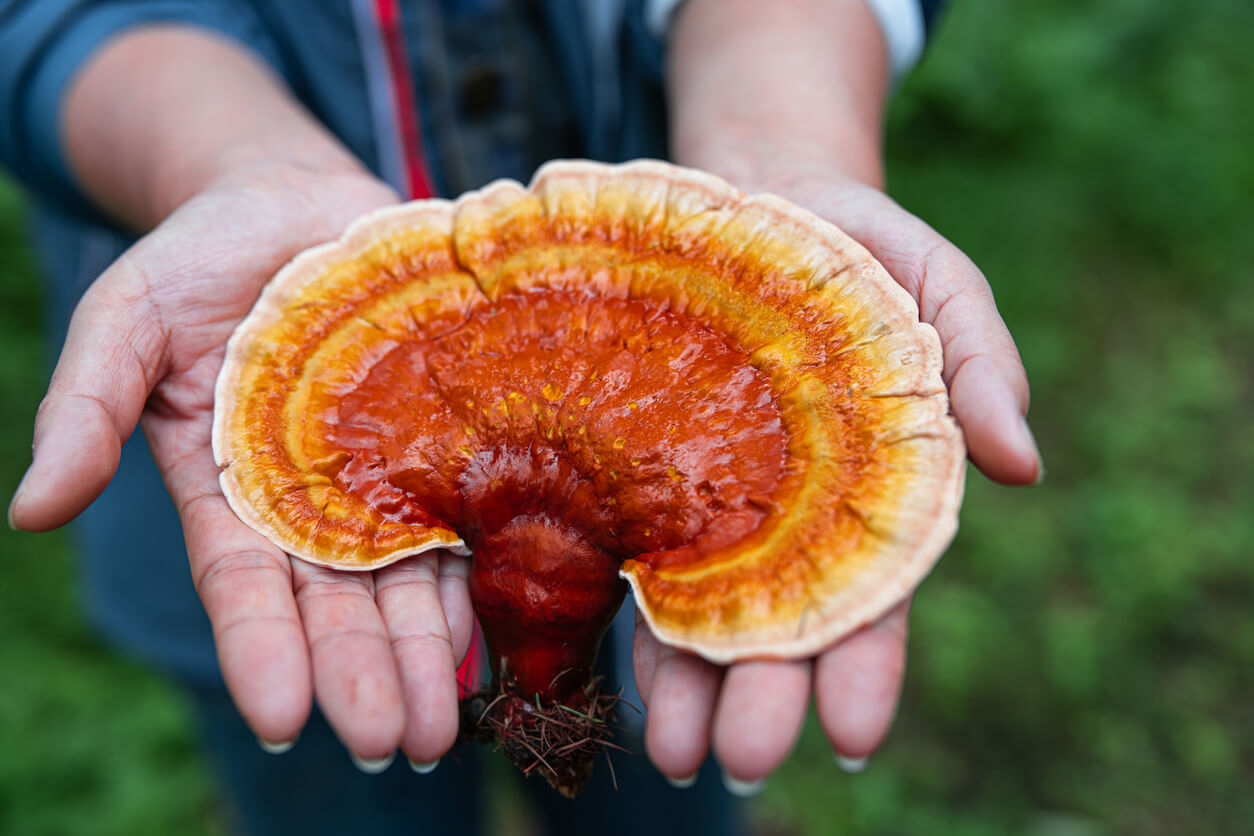 How to Choose The Right Medicinal Mushrooms for Pet Patients